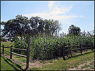 AuGlaize Village & Farm Museum—Sorghum Garden