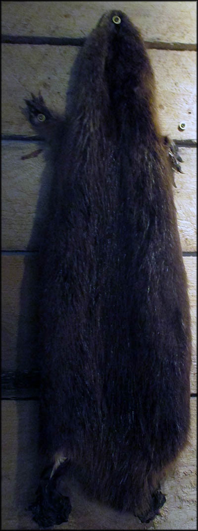 Castle Museum of Saginaw County History Beaver fur was in high demand in Europe for several centuries because it made such warm hats.