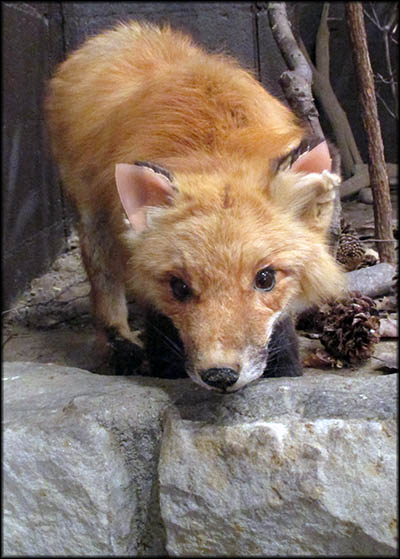 Fort Laurens Stuffed Fox