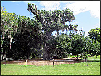 McLeod Plantation Historic Site Centuries Old Live Oak Tree