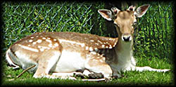 Some Belgians keep deer fenced in so their properties qualify as farms so as to receive a lower tax rate