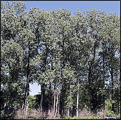 Lorain History Boat Tour: Blue Heron Rookery