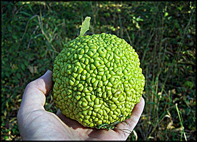 Osage Orange ("Monkey Ball")